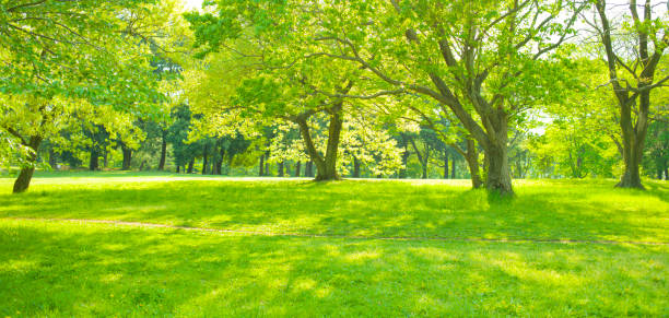 istock sunshine garden 1131039266