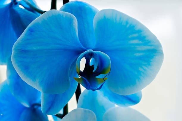 istock Vibrant blue orchid 1131039337