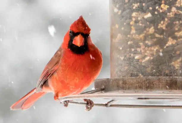 Northern Cardinal seeks food in the snow