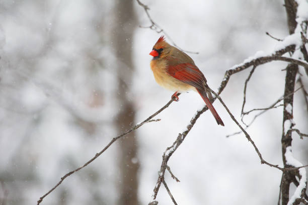 istock One female northern cardinal 1131043062