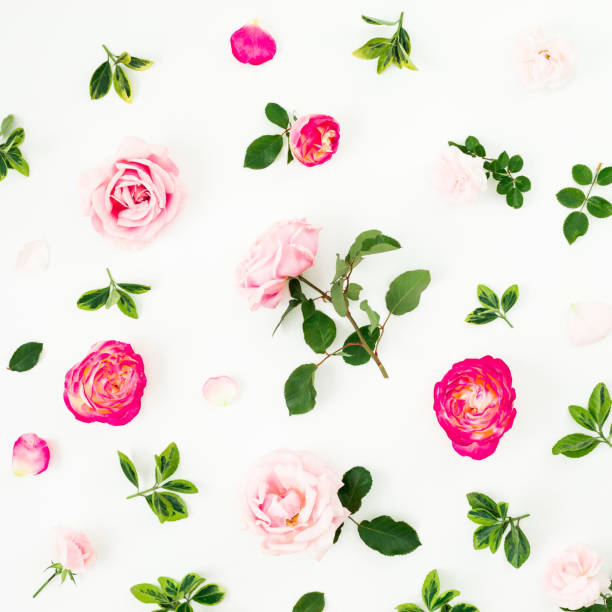 istock Pastel pink roses flowers and green leaves on white background. Flat lay, top view pattern 1131043100