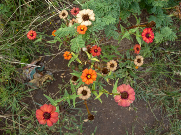 istock Native flowers in Merlo 1131043312