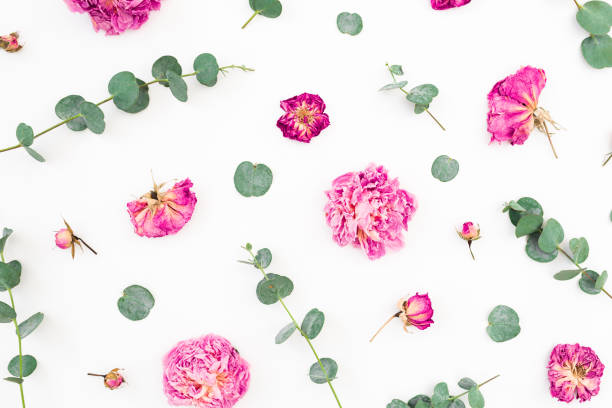 istock Floral pattern of pink flowers and eucalyptus branches on white background. Flat lay, top view. Valentines day background 1131043882