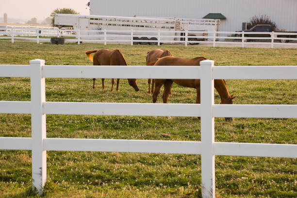A thoroughbred mare looks over a fence on a horse farm.