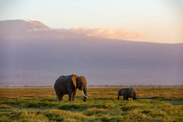 istock KENYA - AUGUST 16, 2018: Two elephants at sunset in Amboseli National Park 1131045290