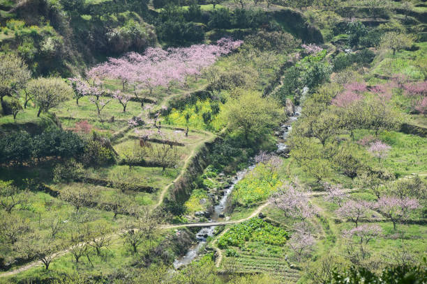 istock Peach Blossom in moutainous area 1131046794