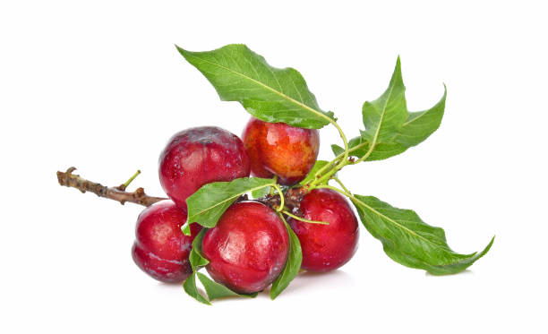 istock Red cherry plum with green leaves isolated on white background 1131046812