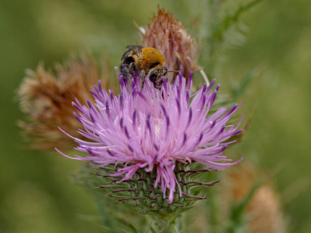 istock Honey bee on thistle flower in Merlo 1131047942