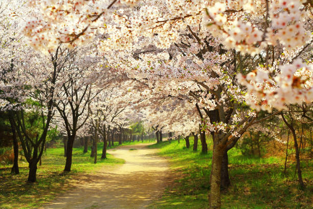 istock Springtime background. Tunnel of beautiful cherry blossoms. 1131048066