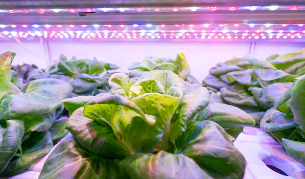 roślina z warzywami szklarniowymi z technologią led light indoor farm - greenhouse plant nursery plant lighting equipment zdjęcia i obrazy z banku zdjęć