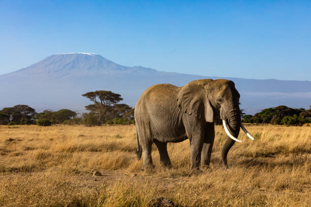 istock KENYA - AUGUST 16, 2018: Elephant in Amboseli National Park 1131050395