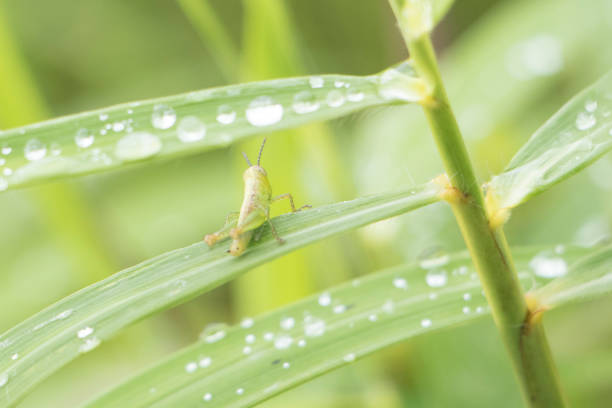 grasshopper on green grass with raindrops in morning grassfield.