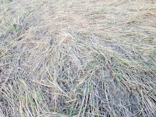istock Straw and rice seedlings in farm after harvest 1131051465