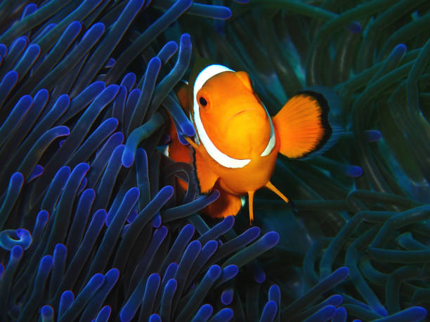 istock Close-up with beautiful Anemonefish or Clown Fish 1131052457