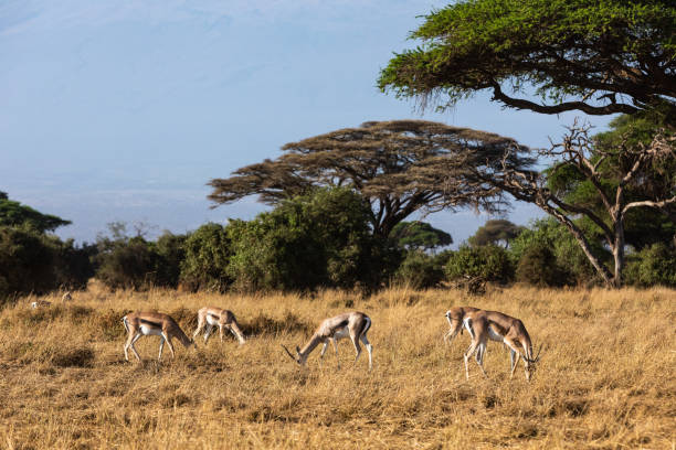 istock KENYA - AUGUST 16, 2018: Antelopes in Amboseli National Park 1131053117