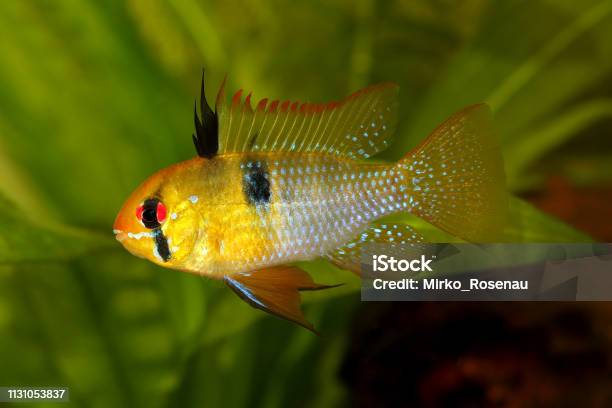 German Ram Cichlid Mikrogeophagus Ramirezi Aquarium Fish Butterfly Cichlid Stock Photo - Download Image Now