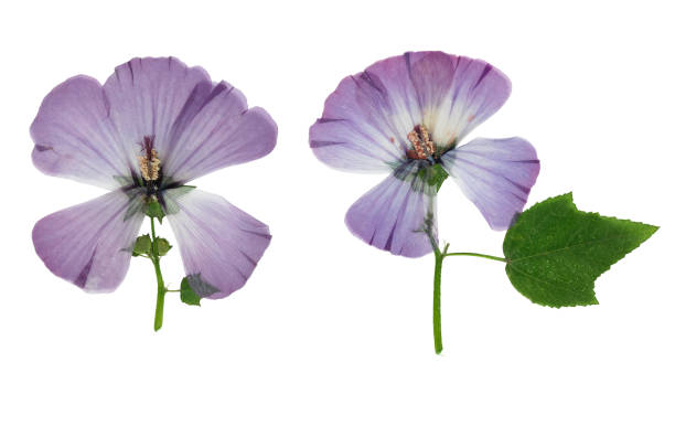 istock Pressed and dried flower lavatera, isolated on white 1131054031