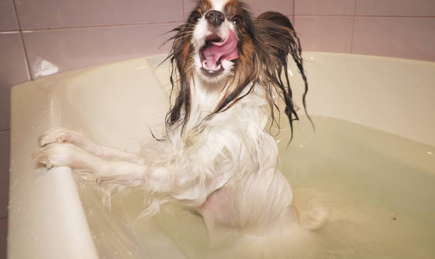 istock Wet Papillon dog stands in the bathroom 1131054041