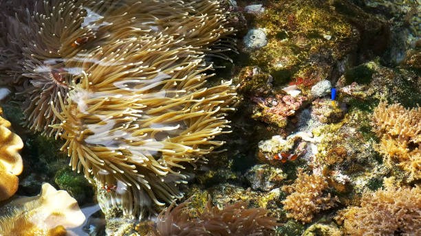 istock high view looking from above at coral colonies, anemones and clown fish 1131059672