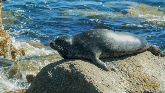 close up of a harbor seal in monterey bay, california