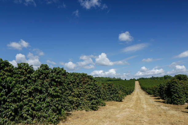 istock Farm coffee plantation in Brazil 1131059774