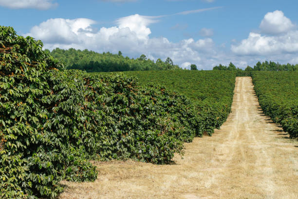 istock Farm coffee plantation in Brazil 1131060445