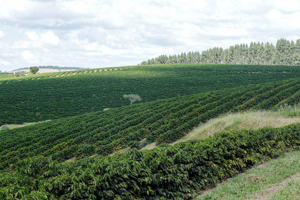 istock Farm coffee plantation in Brazil 1131060508