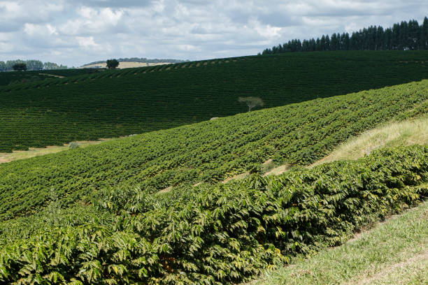 istock Farm coffee plantation in Brazil 1131060544