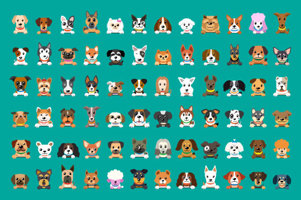 ilustraciones, imágenes clip art, dibujos animados e iconos de stock de diverso tipo de caras del perro de la historieta del vector - cabeza de animal