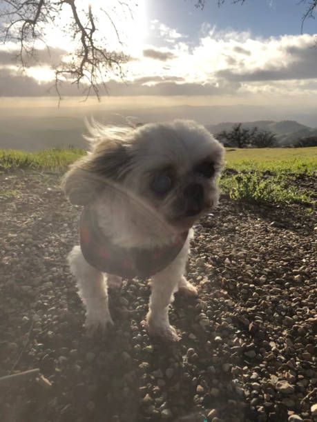 istock Puppy special moments 1131061518