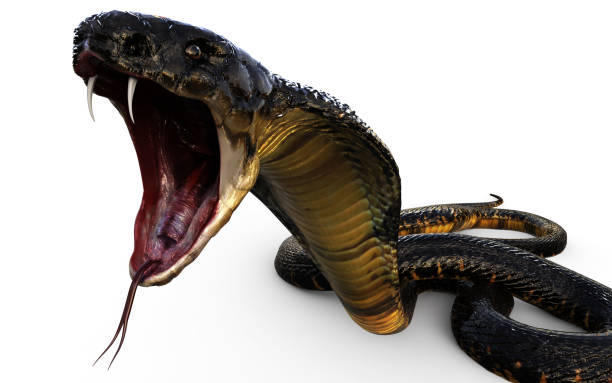 3d king cobra attaque serpent - snake adder viper reptile photos et images de collection