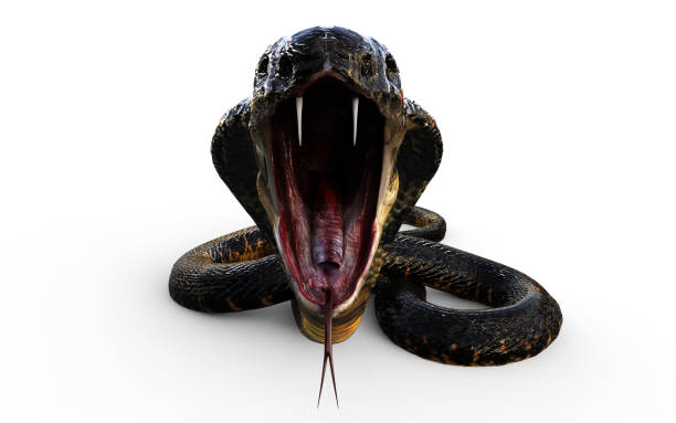 3d king cobra serpiente ataque - cobra rey fotografías e imágenes de stock