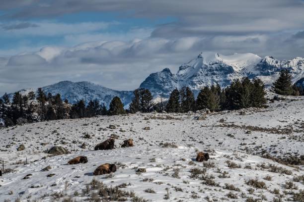 istock Yellowstone's Lamar Valley in winter 1131063528