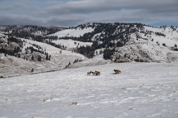 istock Yellowstone's Lamar Valley in winter 1131063794