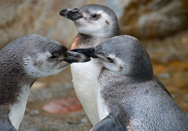 tres pingüinos son una multitud - nobody beak animal head penguin fotografías e imágenes de stock