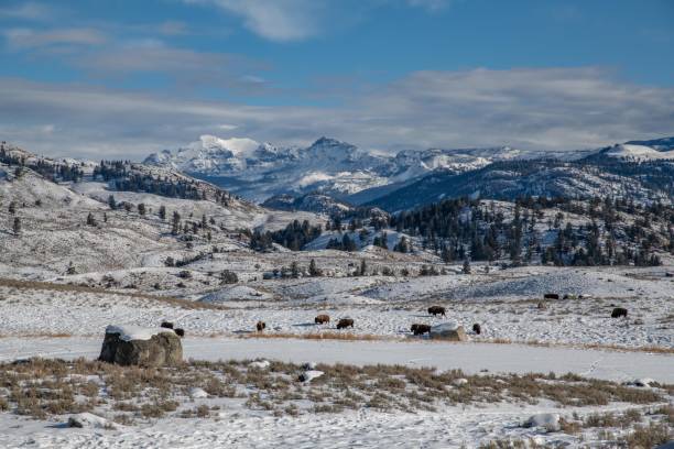 istock Yellowstone's Lamar Valley in winter 1131064586