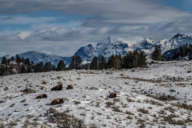 istock Yellowstone's Lamar Valley in winter 1131064995