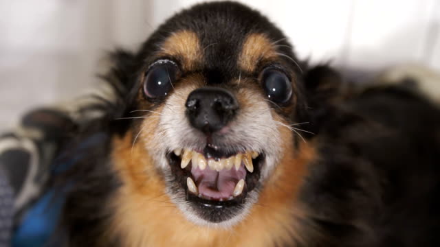 Grin of a small cute dog