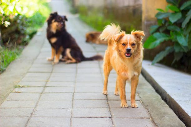 istock Three dogs went for a walk on the road together 1131068545