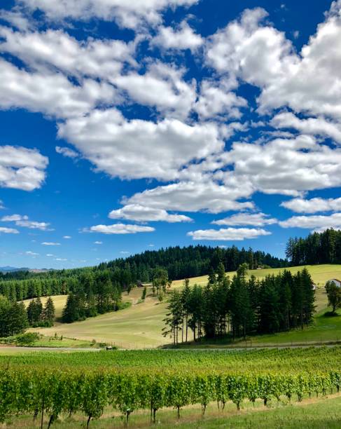 istock Vineyards in Oregon’s Southern Willamette Vally 1131070899
