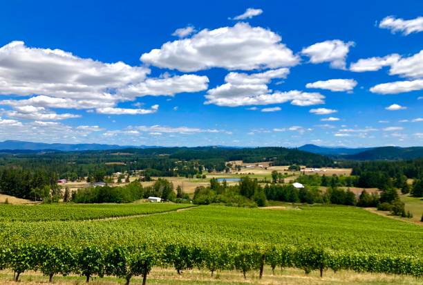 Vineyards in Oregon’s Southern Willamette Vally Vineyards in the Southern Willamette Valley of Oregon. eugene oregon stock pictures, royalty-free photos & images