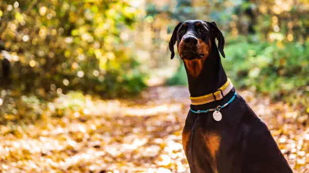 Photo of Great black dog Doberman sit on the ground in autumn on the background of yellow leaves