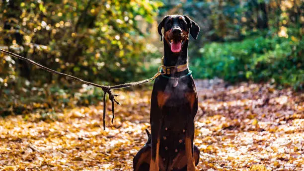 Photo of Great black dog Doberman sit on the ground in autumn on the background of yellow leaves