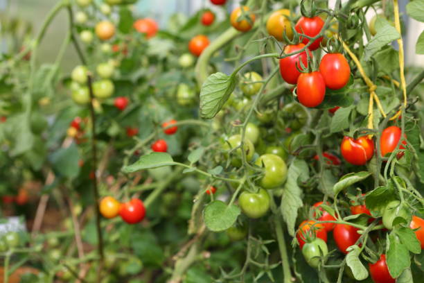 Cherry tomatoes on a branch in a greenhouse close-up stock photo