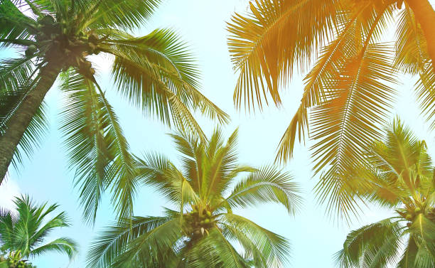 istock Vintage coconut leaves and sky background,summer theme. 1131074565