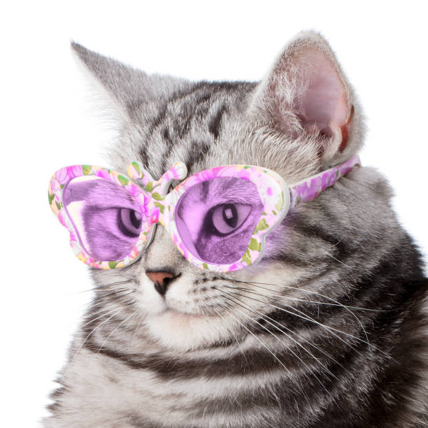 istock Pretty cat with sunglasses on a white background 1131074612