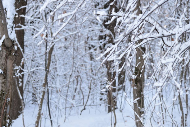 istock Beautiful winter forest on a sunny day 1131074800