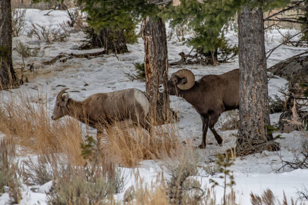 istock Big Horn Sheep Ram and ewe mating 1131074917