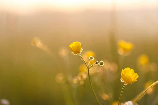 istock Glasshouse Potato 1131075680