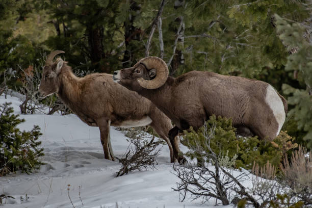 istock Big Horn Sheep ram and ewe mating 1131075952